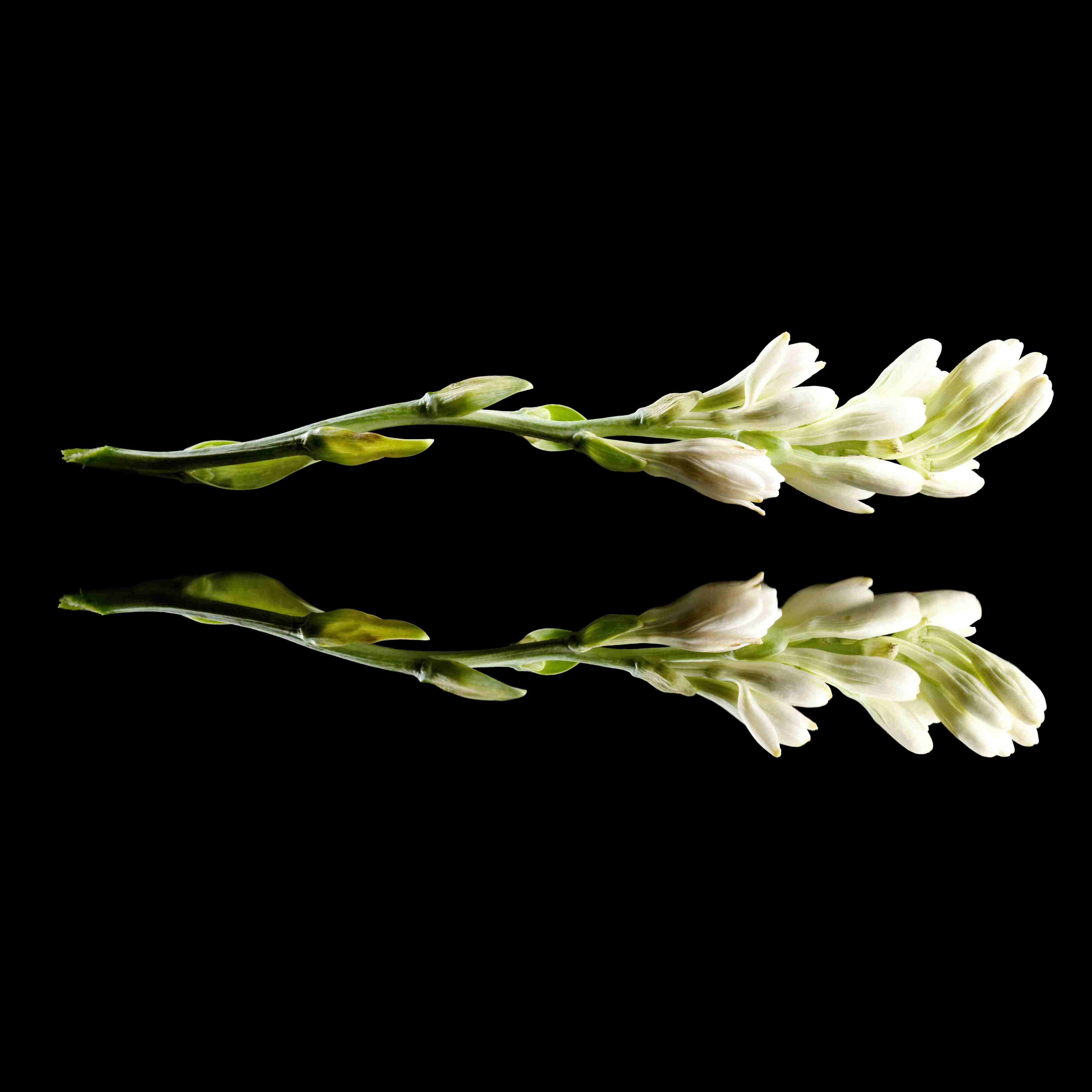 Floral Notes